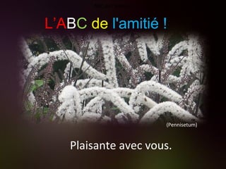 (Pennisetum) Plaisante avec vous. ABC de l'amitié ! L’A B C   de   l'amitié ! 
