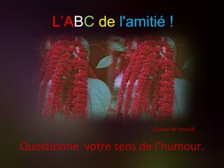 (Queue de renard) Questionne  votre sens de l’humour. L’A B C   de   l'amitié ! 