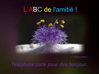 Téléphone juste pour dire bonjour. ( Tradescantia ) L’A B C   de   l'amitié ! 
