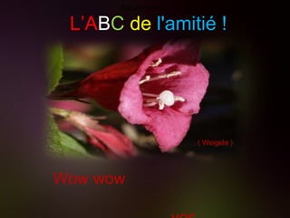 L’A B C   de   l'amitié ! Wow wow  vos accomplissements. ( Weigela ) ABC de l'amitié ! 