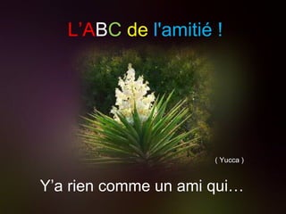 L’A B C   de   l'amitié ! Y’a rien comme un ami qui… ( Yucca ) 