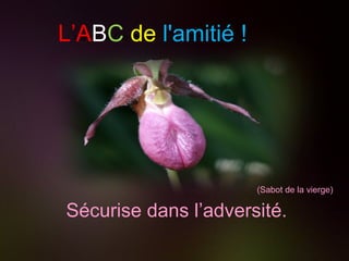 L’a b c de l’amitié L’A B C   de   l'amitié ! Sécurise dans l’adversité. (Sabot de la vierge) 