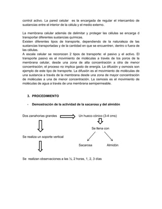 control activo. La pared celular es la encargada de regular el intercambio de
sustancias entre el interior de la célula y el medio externo.

La membrana celular además de delimitar y proteger las células se encarga d
transportar diferentes sustancias químicas.
Existen diferentes tipos de transporte, dependiendo de la naturaleza de las
sustancias transportadas y de la cantidad en que se encuentren, dentro o fuera de
las células.
A escala celular se reconocen 2 tipos de transporte: el pasivo y el activo. El
transporte pasivo es el movimiento de moléculas a través de los poros de la
membrana celular, desde una zona de alta concentración a otra de menor
concentración; el proceso no implica gasto de energía. La difusión y osmosis son
ejemplo de este tipo de transporte. La difusión es el movimiento de moléculas de
una sustancia a través de la membrana desde una zona de mayor concentración
de moléculas a una de menor concentración. La osmosis es el movimiento de
moléculas de agua a través de una membrana semipermeable.


   3. PROCEDIMIENTO

   -   Demostración de la actividad de la sacarosa y del almidón


Dos zanahorias grandes                 Un hueco cónico (3-4 cms)


                                                Se llena con

Se realiza un soporte vertical

                                       Sacarosa            Almidón



Se realizan observaciones a las ½, 2 horas, 1, 2, 3 días
 