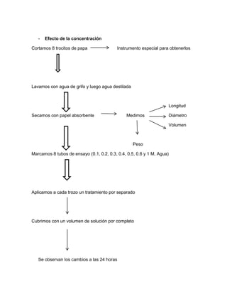 -   Efecto de la concentración

Cortamos 8 trocitos de papa                Instrumento especial para obtenerlos




Lavamos con agua de grifo y luego agua destilada



                                                                    Longitud

Secamos con papel absorbente                   Medimos              Diámetro

                                                                    Volumen



                                                   Peso

Marcamos 8 tubos de ensayo (0.1, 0.2, 0.3, 0.4, 0.5, 0.6 y 1 M, Agua)




Aplicamos a cada trozo un tratamiento por separado




Cubrimos con un volumen de solución por completo




   Se observan los cambios a las 24 horas
 