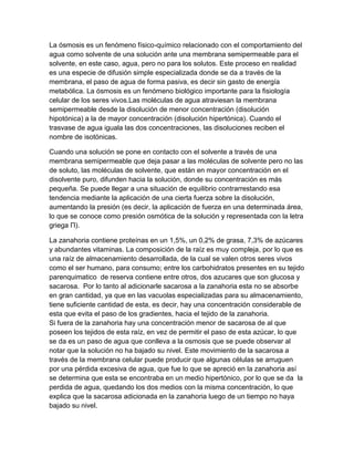 La ósmosis es un fenómeno físico-químico relacionado con el comportamiento del
agua como solvente de una solución ante una membrana semipermeable para el
solvente, en este caso, agua, pero no para los solutos. Este proceso en realidad
es una especie de difusión simple especializada donde se da a través de la
membrana, el paso de agua de forma pasiva, es decir sin gasto de energía
metabólica. La ósmosis es un fenómeno biológico importante para la fisiología
celular de los seres vivos.Las moléculas de agua atraviesan la membrana
semipermeable desde la disolución de menor concentración (disolución
hipotónica) a la de mayor concentración (disolución hipertónica). Cuando el
trasvase de agua iguala las dos concentraciones, las disoluciones reciben el
nombre de isotónicas.

Cuando una solución se pone en contacto con el solvente a través de una
membrana semipermeable que deja pasar a las moléculas de solvente pero no las
de soluto, las moléculas de solvente, que están en mayor concentración en el
disolvente puro, difunden hacia la solución, donde su concentración es más
pequeña. Se puede llegar a una situación de equilibrio contrarrestando esa
tendencia mediante la aplicación de una cierta fuerza sobre la disolución,
aumentando la presión (es decir, la aplicación de fuerza en una determinada área,
lo que se conoce como presión osmótica de la solución y representada con la letra
griega Π).

La zanahoria contiene proteínas en un 1,5%, un 0,2% de grasa, 7,3% de azúcares
y abundantes vitaminas. La composición de la raíz es muy compleja, por lo que es
una raíz de almacenamiento desarrollada, de la cual se valen otros seres vivos
como el ser humano, para consumo; entre los carbohidratos presentes en su tejido
parenquimatico de reserva contiene entre otros, dos azucares que son glucosa y
sacarosa. Por lo tanto al adicionarle sacarosa a la zanahoria esta no se absorbe
en gran cantidad, ya que en las vacuolas especializadas para su almacenamiento,
tiene suficiente cantidad de esta, es decir, hay una concentración considerable de
esta que evita el paso de los gradientes, hacia el tejido de la zanahoria.
Si fuera de la zanahoria hay una concentración menor de sacarosa de al que
poseen los tejidos de esta raíz, en vez de permitir el paso de esta azúcar, lo que
se da es un paso de agua que conlleva a la osmosis que se puede observar al
notar que la solución no ha bajado su nivel. Este movimiento de la sacarosa a
través de la membrana celular puede producir que algunas células se arruguen
por una pérdida excesiva de agua, que fue lo que se apreció en la zanahoria así
se determina que esta se encontraba en un medio hipertónico, por lo que se da la
perdida de agua, quedando los dos medios con la misma concentración, lo que
explica que la sacarosa adicionada en la zanahoria luego de un tiempo no haya
bajado su nivel.
 