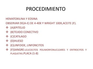 PROCEDIMIENTO
HEMATOXILINA Y EOSINA
OBSERVAR DE(A-E) DE 4-40X Y WRIGHT 100X,ACEITE (F).
 (A)EPITELIO
 (B)TEJIDO CONECTIVO
 (C)CATILAGO
 (D)HUESO
 (E)LINFOIDE, LINFONCITOS
 (F)SANGRE:LEUCOCITOS POLIMORFONUCLEARES Y ERITROCITOS Y
PLAQUETAS.PLACA (1-8)
 