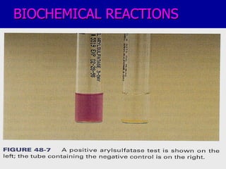 Tdb Lab Science Lab diag. tb | PPT