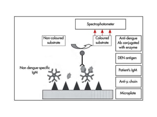 Lab diagnosis of Dengue | PPTX