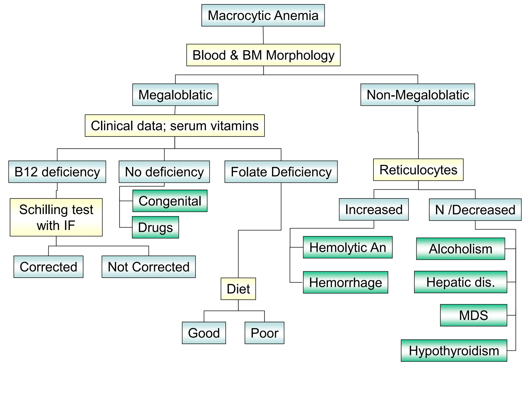 Macrocytic Anemia
Blood & BM Morphology
Hemolytic An Alcoholism
Hemorrhage Hepatic dis.
MDS
Non-Megaloblatic
Clinical data; serum vitamins
Folate Deficiency Reticulocytes
No deficiency
B12 deficiency
N /Decreased
Increased
Hypothyroidism
Congenital
Drugs
Schilling test
with IF
Diet
Corrected Not Corrected
Good Poor
Megaloblatic
 