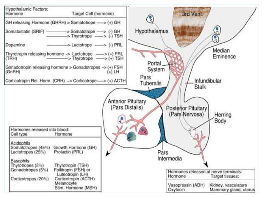 Lab diagnosis of pituitary tumors