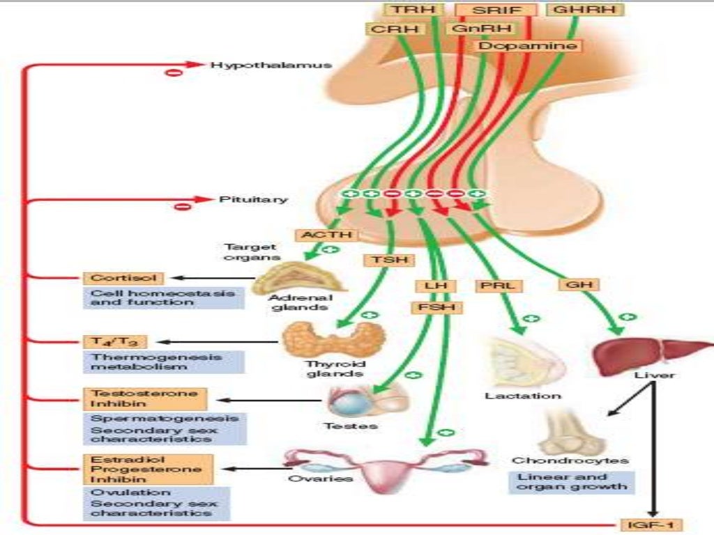 Lab diagnosis of pituitary tumors