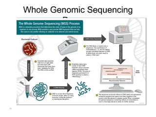 Lab Genetics Tuberculosis laboratory diagnosis of tuberculosis 2022 | PPT