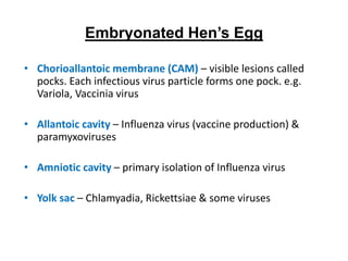 Embryonated Hen’s Egg
• Chorioallantoic membrane (CAM) – visible lesions called
pocks. Each infectious virus particle forms one pock. e.g.
Variola, Vaccinia virus
• Allantoic cavity – Influenza virus (vaccine production) &
paramyxoviruses
• Amniotic cavity – primary isolation of Influenza virus
• Yolk sac – Chlamyadia, Rickettsiae & some viruses
 