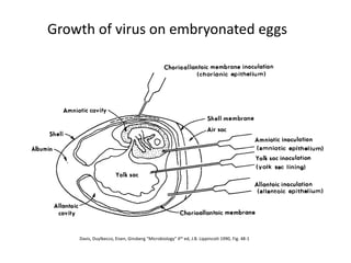 Growth of virus on embryonated eggs
Davis, Duylbecco, Eisen, Ginsberg “Microbiology” 4th ed, J.B. Lippincott 1990, Fig. 48-1
 