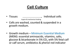 Cell Culture
• Tissues Individual cells
trypsin & mechanical shaking
• Cells are washed, counted & suspended in a
growth medium.
• Growth medium – Minimum Essential Medium
(MEM): essential aminoacids, vitamins, salts,
glucose & bicarbonate in 5% CO2 with 5% fetal calf
or calf serum, antibiotics & phenol red indicator
 