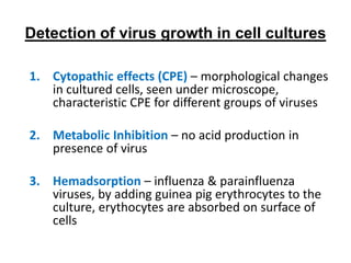Detection of virus growth in cell cultures
1. Cytopathic effects (CPE) – morphological changes
in cultured cells, seen under microscope,
characteristic CPE for different groups of viruses
2. Metabolic Inhibition – no acid production in
presence of virus
3. Hemadsorption – influenza & parainfluenza
viruses, by adding guinea pig erythrocytes to the
culture, erythocytes are absorbed on surface of
cells
 