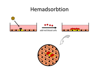 Hemadsorbtion
add red blood cells
 
