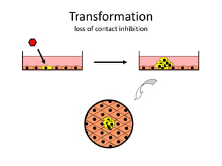 Transformation
loss of contact inhibition
 