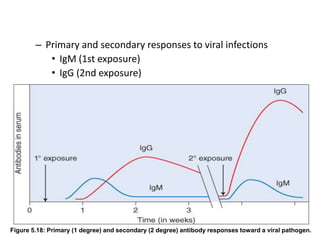 – Primary and secondary responses to viral infections
• IgM (1st exposure)
• IgG (2nd exposure)
Figure 5.18: Primary (1 degree) and secondary (2 degree) antibody responses toward a viral pathogen.
 