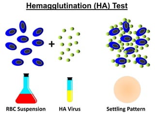Hemagglutination (HA) Test
+
RBC Suspension HA Virus Settling Pattern
 
