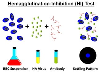 Hemagglutination-Inhibition (HI) Test
+
RBC Suspension HA Virus Settling Pattern
+
Antibody
 