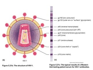 Figure 5.21b: The structure of HIV-1.
Image courtesy of Bio-Rad Laboratories
Figure 5.21c: The typical results of a Western
blot testing patient serum for HIV-1 antibodies.
(c)(b)
 