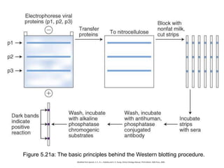 Figure 5.21a: The basic principles behind the Western blotting procedure.
Modified from Specter, S. C., R. L. Hodinka and S. A. Young. Clinical Virology Manual, Third Edition. ASM Press, 2000.
 