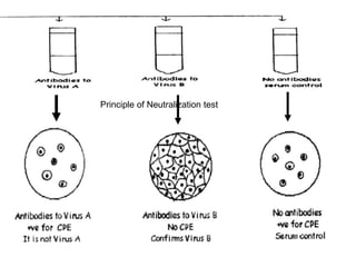 2 31
Principle of Neutralization test
 