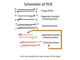 Schematic of PCR
Each cycle doubles the copy number of the target
 