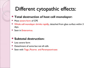 Laboratory diagnosis of viral infection | PPT