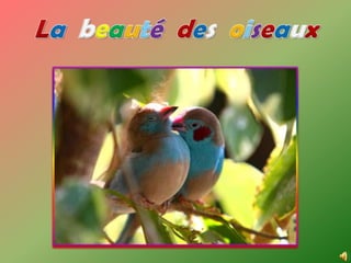 La beauté des  oiseaux 