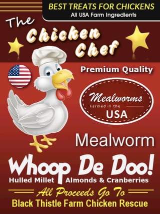 Gourmet Treats for Chickens!