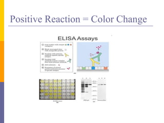 Positive Reaction = Color Change
 