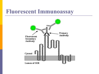 Fluorescent Immunoassay
 