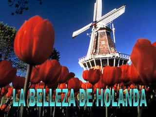 LA BELLEZA DE HOLANDA 