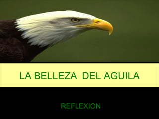 LA BELLEZA  DEL AGUILA REFLEXION 