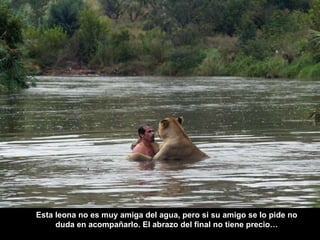 Esta leona no es muy amiga del agua, pero si su amigo se lo pide no duda en acompañarlo. El abrazo del final no tiene precio… 