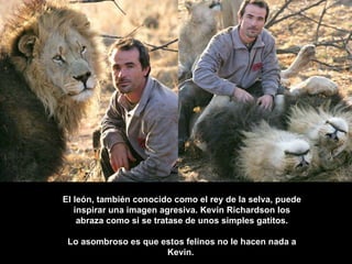 El león, también conocido como el rey de la selva, puede inspirar una imagen agresiva. Kevin Richardson los abraza como si se tratase de unos simples gatitos. Lo asombroso es que estos felinos no le hacen nada a Kevin.  