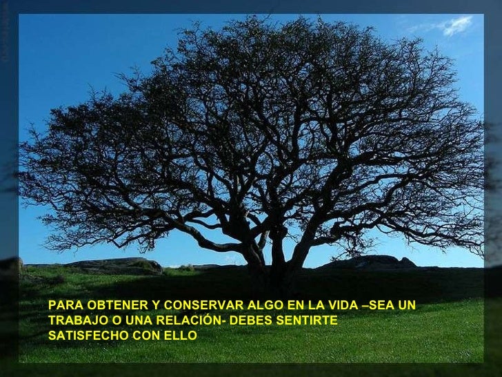 La belleza de los arboles