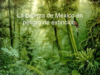 La belleza de México en peligro de extinción. 