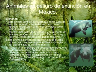 Animales en peligro de extinción en México. <ul><li>El manatí   </li></ul><ul><li>A este animal también se le conoce como ...