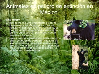Animales en peligro de extinción en México. <ul><li>Oso negro </li></ul><ul><li>El oso negro fue una importante pieza de c...