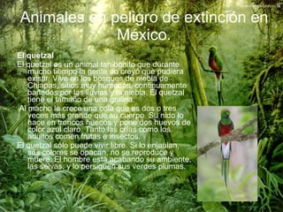 Animales en peligro de extinción en México. <ul><li>El quetzal   </li></ul><ul><li>El quetzal es un animal tan bonito que ...