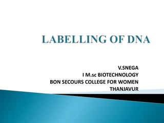 V.SNEGA
I M.sc BIOTECHNOLOGY
BON SECOURS COLLEGE FOR WOMEN
THANJAVUR
 