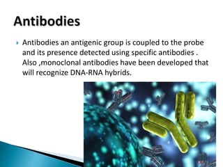  Antibodies an antigenic group is coupled to the probe
and its presence detected using specific antibodies .
Also ,monoclonal antibodies have been developed that
will recognize DNA-RNA hybrids.
 