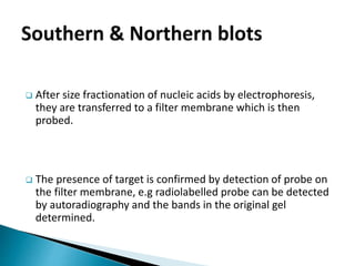  After size fractionation of nucleic acids by electrophoresis,
they are transferred to a filter membrane which is then
probed.
 The presence of target is confirmed by detection of probe on
the filter membrane, e.g radiolabelled probe can be detected
by autoradiography and the bands in the original gel
determined.
 