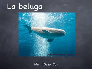 La beluga ,[object Object],Delphinapterus leucas 