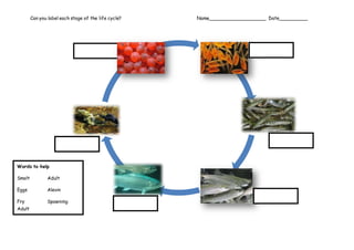 Can you label each stage of the life cycle? Name____________________ Date__________
Words to help
Smolt Adult
Eggs Alevin
Fry Spawning
Adult
 