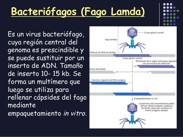 Lab enzimas restriccion y clonacion