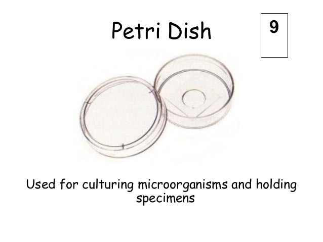 ppt lab